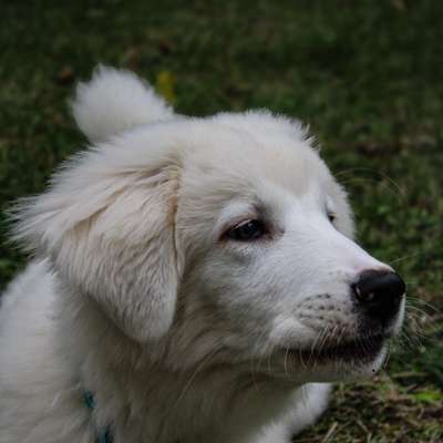 aktuelles Foto Gruppe Hirten und Herdenschutzhunde
