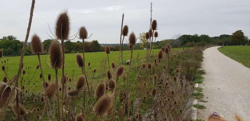 Hundeauslaufgebiet-Bürgergärten Scharnhauser Park-Bild