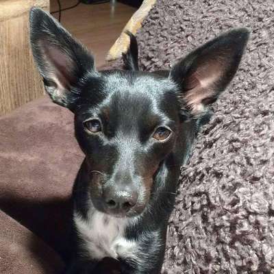 Hund aus dem Spanischen Tierschutz-Beitrag-Bild