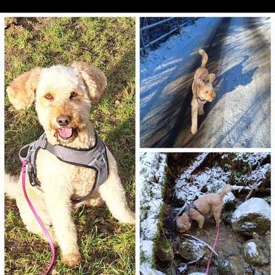 Hundetreffen-Gassirunde mit eventueller Spielerunde im Anschluss-Bild