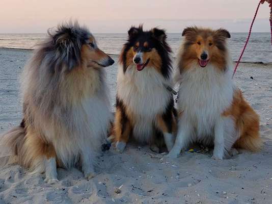 Challenge 41 - Mein Hund im Urlaub-Beitrag-Bild