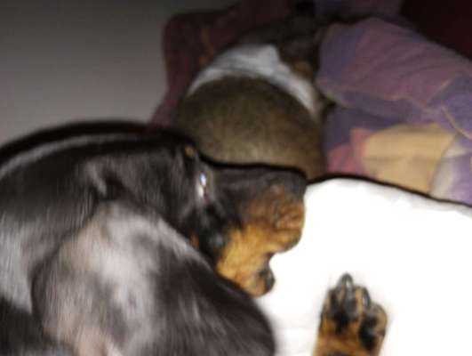 Nuckeln/Wollsaugen, aber bitte richtig-Beitrag-Bild