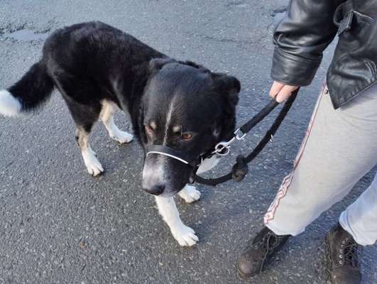 Rasse raten bei Mischling-Beitrag-Bild