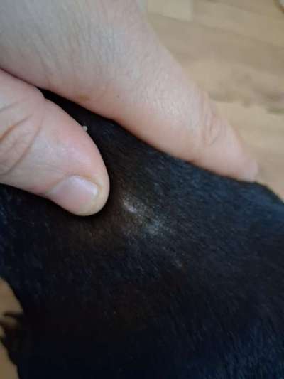 Könnte das eine Drüse sein?-Beitrag-Bild