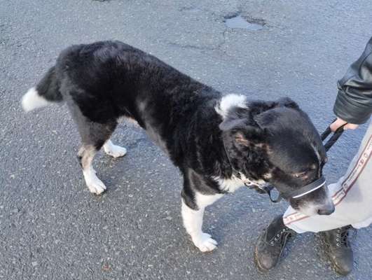 Rasse raten bei Mischling-Beitrag-Bild