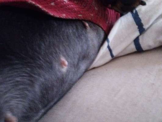 Kein Fell am Bauch-Beitrag-Bild