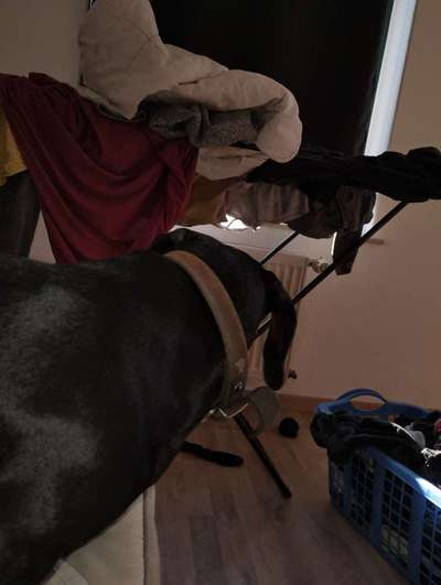 Welches Halsband trägt dein Hund und warum dieses?-Beitrag-Bild