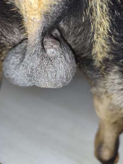 Blase am Hoden-Beitrag-Bild