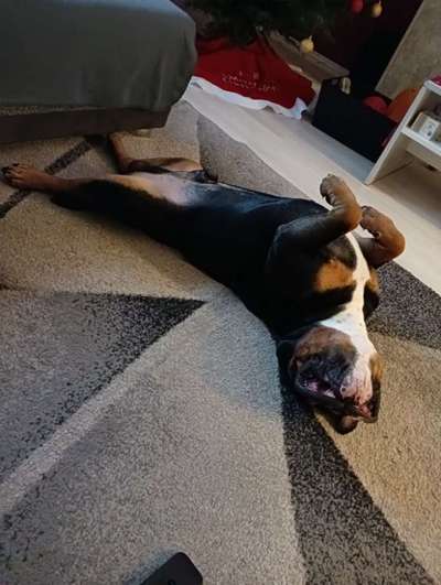 Dogorama Photo Challenge - Wälzen-Beitrag-Bild