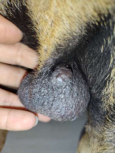 Blase am Hoden-Beitrag-Bild