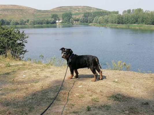 Dogorama-Monats-Challenge-Mai "Wasser"-Beitrag-Bild