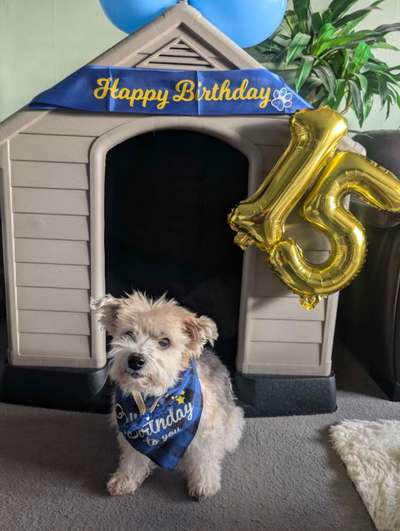 aktuelles Foto Gruppe Biewer Yorkshire Terrier