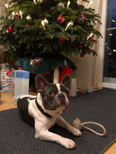 Zeigt her eure Junghunde :)-Beitrag-Bild