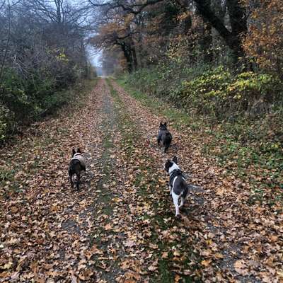 Hundetreffen-Regelmäßige Gassi und Spielrunden-Bild