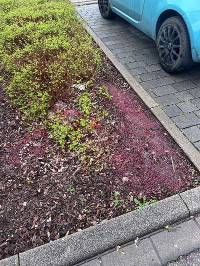 Giftköder-Rote Körner neben Parkplätze verstreut-Bild