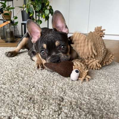 Hundetreffen-Spielkameraden für Welpen-Bild