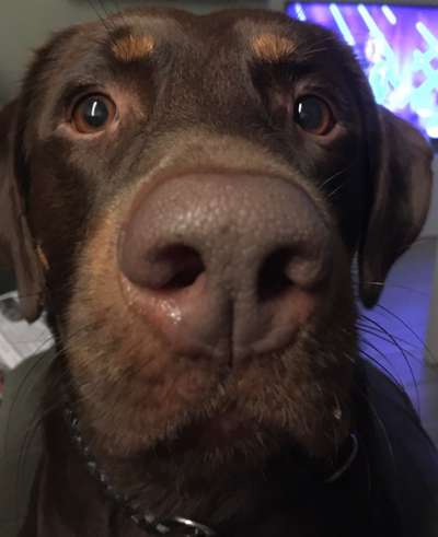 Zeigt mir die tollste Nahaufnahme von eurer Fellnase-Beitrag-Bild