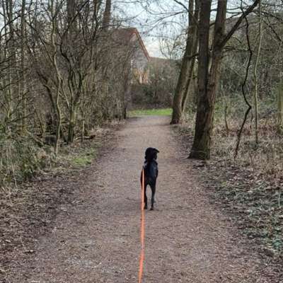 Hundetreffen-Gassi Runde-Bild