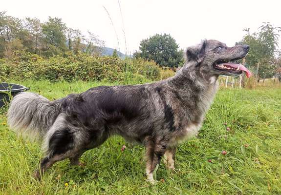 Gibt's hier noch mehr Border Collies???-Beitrag-Bild