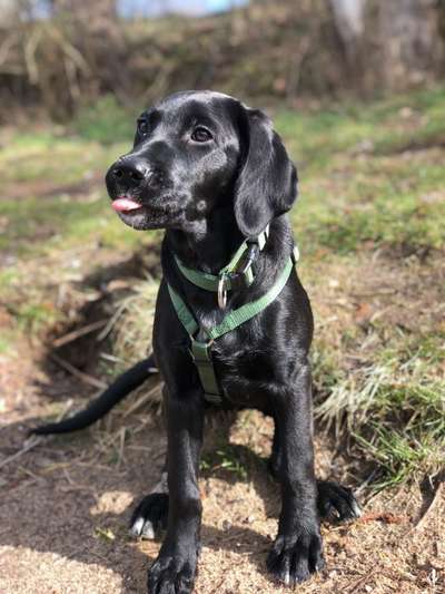 Fotochallenge Nr. 59 - Mein Hund zeigt die Zunge-Beitrag-Bild