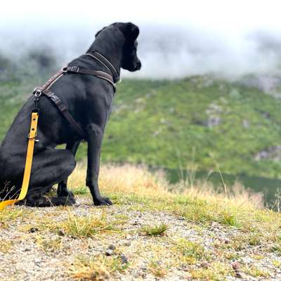 Hundetreffen-lange Herbstspaziergänge-Bild