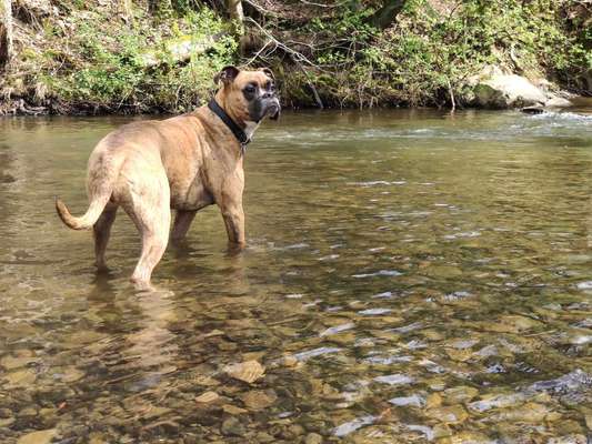 Hundetreffen-Kennenlernrunde im Arnsberger Wald. Treffpunkt Parkplatz am Fluss in Neuhaus (Möhnrsee)-Bild