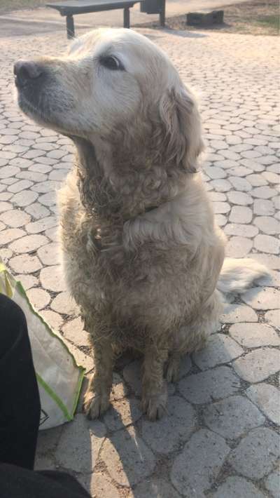 Hundetreffen-Hundetreffen Essen Altenessen/ Katernberg-Bild