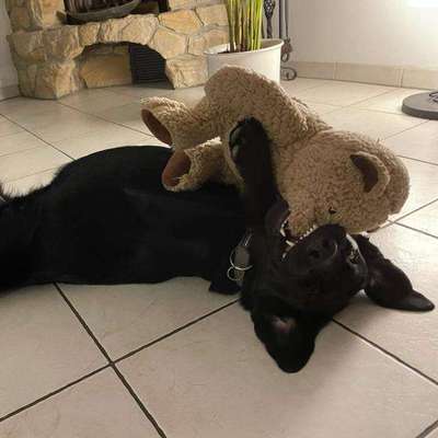 Wie kamst du zu deinem Hund?-Beitrag-Bild