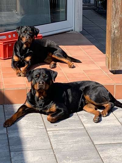 Challenge 23 : "  Euer Hund beim Frühlingserwachen "-Beitrag-Bild