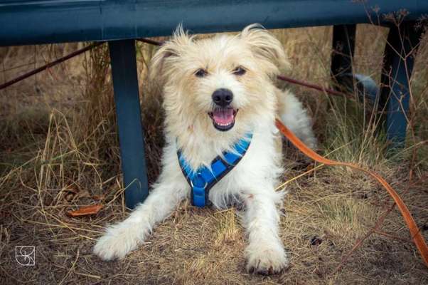 Dogorama Photo Challenge - Gassipause-Beitrag-Bild