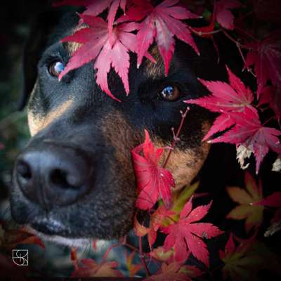 Fotochallange nr. 106
Der geschmückte Hund.-Beitrag-Bild