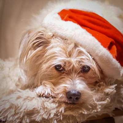 Dogorama Photo Challenge - Nikolaus-Beitrag-Bild