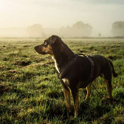 Dogorama Photo Challenge - Nebel-Beitrag-Bild