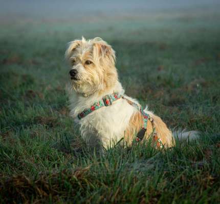 Dogorama Photo Challenge - Nebel-Beitrag-Bild