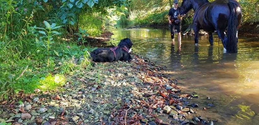 Dogorama-Monats-Challenge-Mai "Wasser"-Beitrag-Bild