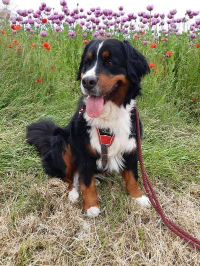 Berner Sennen-Beitrag-Bild