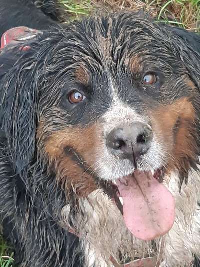 Berner Sennen-Beitrag-Bild