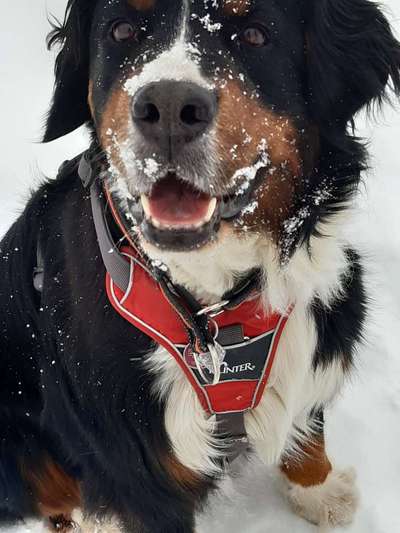 Die Dogorama Kalender Challenge Titelbild-Beitrag-Bild