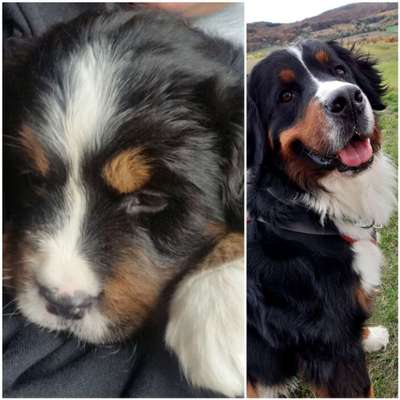 Welpen Bilder !-Beitrag-Bild