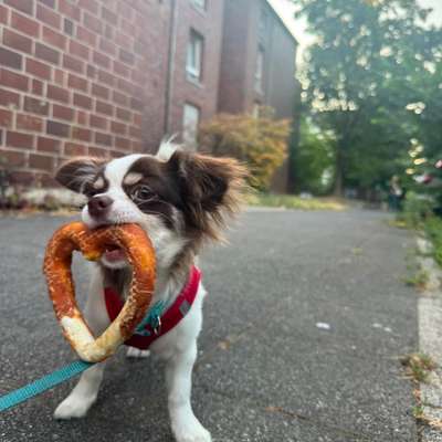 Hundetreffen-Welpentreffen in Düsseldorf-Bild