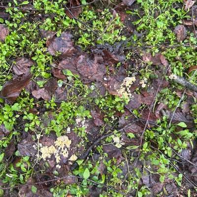 Giftköder-Achtung Giftköder-Bild