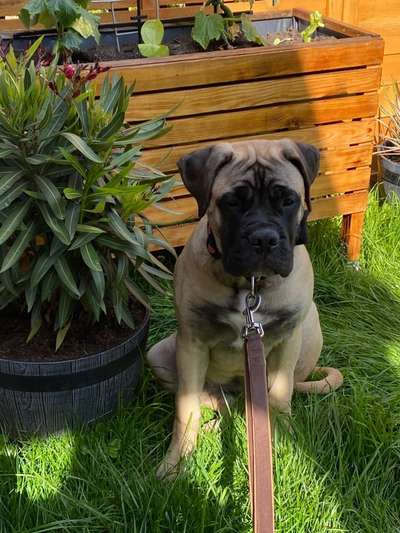 Die Dogorama Monats Challenge "Es grünt und blüht"-Beitrag-Bild