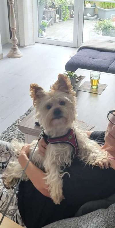 Dogorama Photo Challenge- Aufmerksamkeit bitte!-Beitrag-Bild