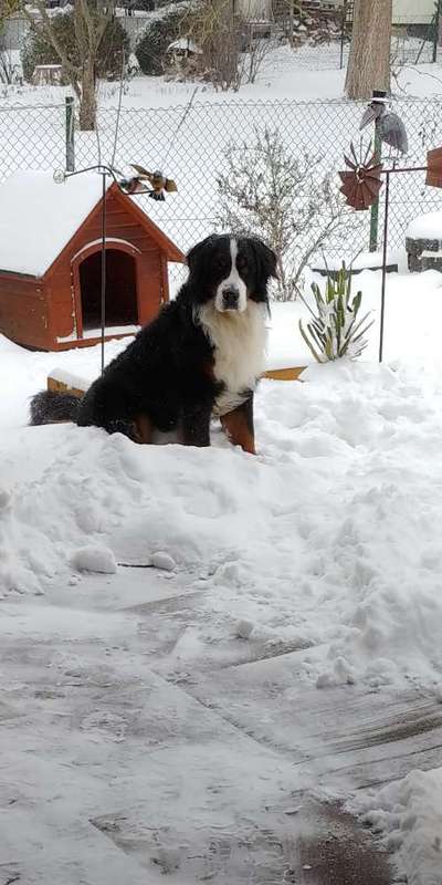 Dogorama Photo Challenge - Es wird nochmal kalt!-Beitrag-Bild