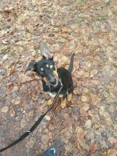 Welpen Bilder !-Beitrag-Bild