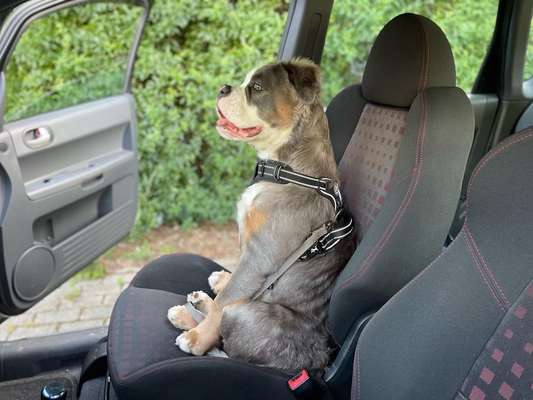 Olde English Bulldogge-Beitrag-Bild