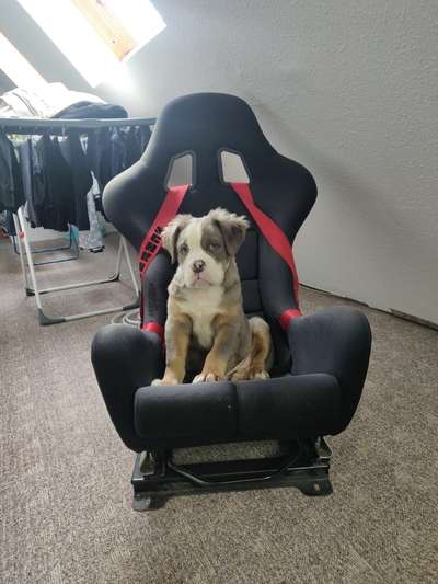 Olde English Bulldogge-Beitrag-Bild