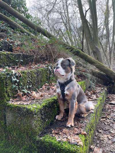 Olde English Bulldogge-Beitrag-Bild