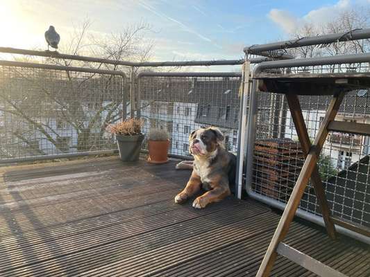 Olde English Bulldogge-Beitrag-Bild