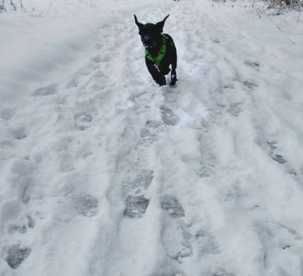 Challenge Nr. 16         Dynamik - Dein Hund in Bewegung-Beitrag-Bild